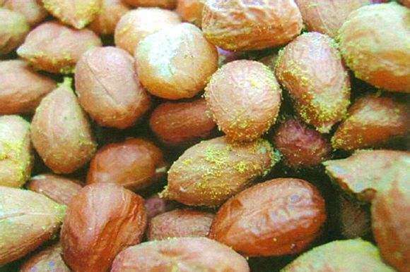 黃曲霉毒素的危害，其中黃曲霉毒素B1最毒！