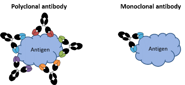 多抗較單抗的優(yōu)勢是什么？
