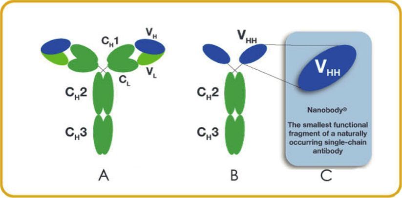 行研 | 納米抗體 – 抗體界的“百變星君”，如何突破抗體藥的激烈重圍？-肽度TIMEDOO