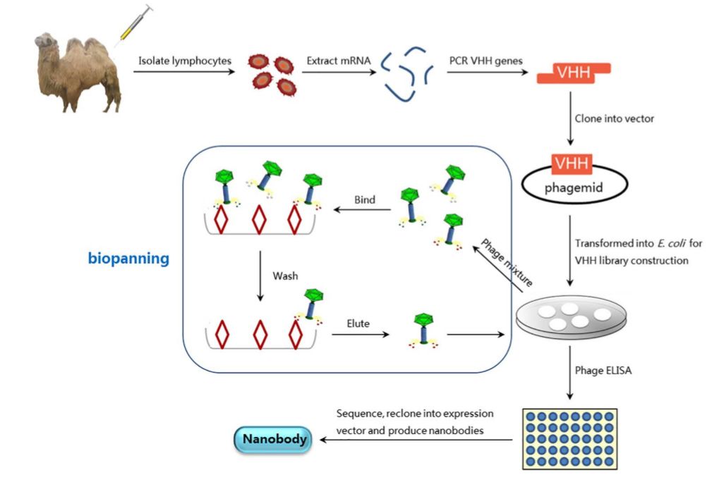 行研 | 納米抗體 – 抗體界的“百變星君”，如何突破抗體藥的激烈重圍？-肽度TIMEDOO