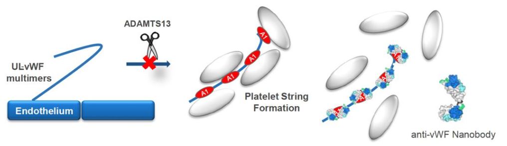 行研 | 納米抗體 – 抗體界的“百變星君”，如何突破抗體藥的激烈重圍？-肽度TIMEDOO