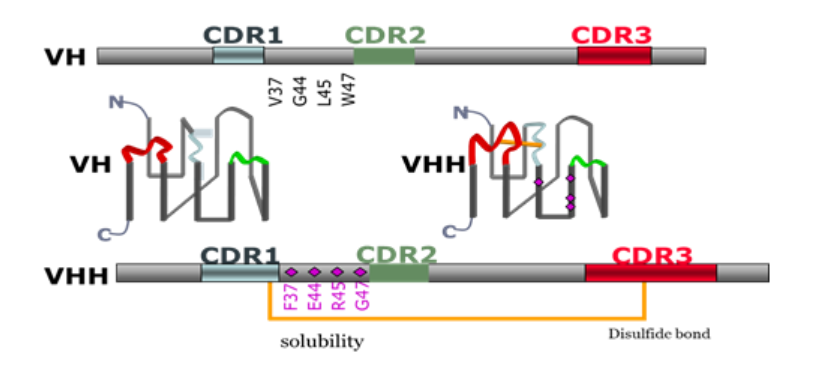 行研 | 納米抗體 – 抗體界的“百變星君”，如何突破抗體藥的激烈重圍？-肽度TIMEDOO