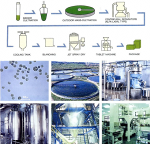 圖5.八重山的小球藻養(yǎng)殖工藝，首先進(jìn)行種子液的培養(yǎng)，然后在圓池中進(jìn)行放大培養(yǎng)，以碟片式離心機(jī)進(jìn)行濃縮，濃縮液冷卻后（抑菌）進(jìn)行短暫的加熱處理（滅菌及滅葉綠素酶酶活），進(jìn)行噴霧干燥后即可進(jìn)行壓片等后續(xù)加工。（破壁的工藝有幾種可選，如對(duì)濃漿進(jìn)行碾磨或高壓均質(zhì)，對(duì)干粉進(jìn)行氣流對(duì)撞等）