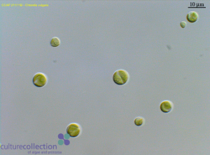 圖4.保藏于CCAP的小球藻（編號(hào)211/11B），為Beijerinck所分離的普通小球藻典型株（另見同源株UMACC 248; SAG 211-11b; UTEX 259; IAM C-207; UTCC 111）